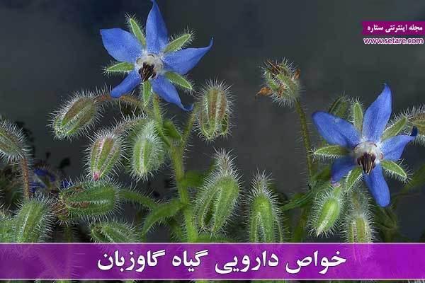 خواص گیاه گاوزبان چیست همه چیز در مورد خواص این گیاه دارویی خواص گیاه گاوزبان چیست