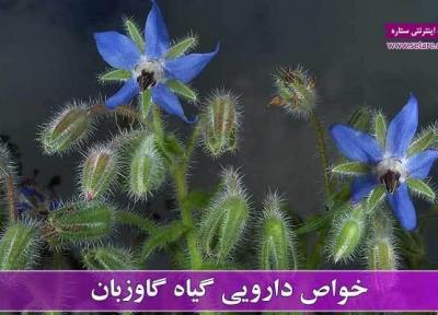 خواص گیاه گاوزبان چیست