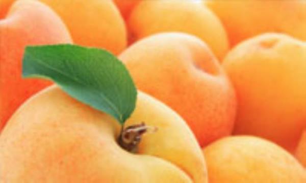زردآلو، میوه ای مقوی و مغذی زردآلو، میوه ای مقوی و مغذی