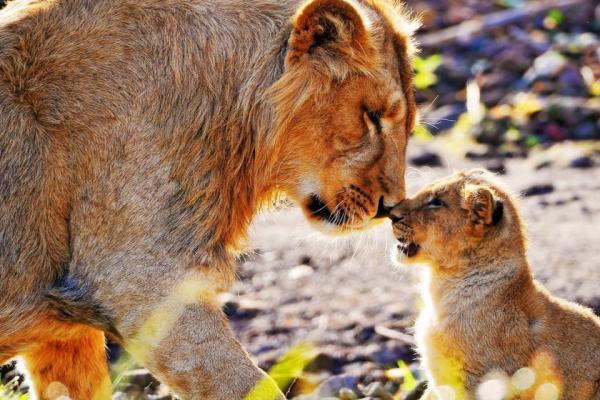 یک روز عادی در سافاری چگونه خواهد بود؟