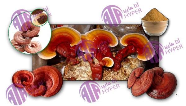 قارچ گانودرما چیست و چه محصولاتی از آن به دست می آید؟ قارچ گانودرما چیست و چه محصولاتی از آن به دست می آید؟